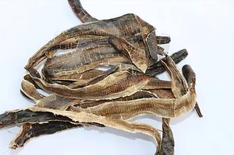 Địa long có công năng giỏi trừ đàm ứ 