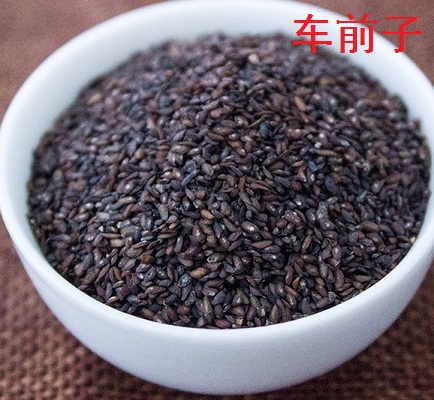 Xa tiền tử giỏi thanh Can và lợi tiểu thông lâm (sỏi)